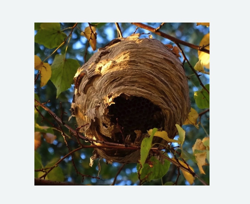 Обработка от шершней Царицыно метро Москвы