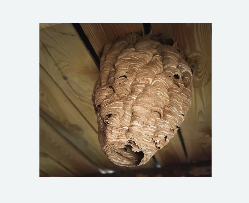 обработка от шершней Царицыно метро Москвы