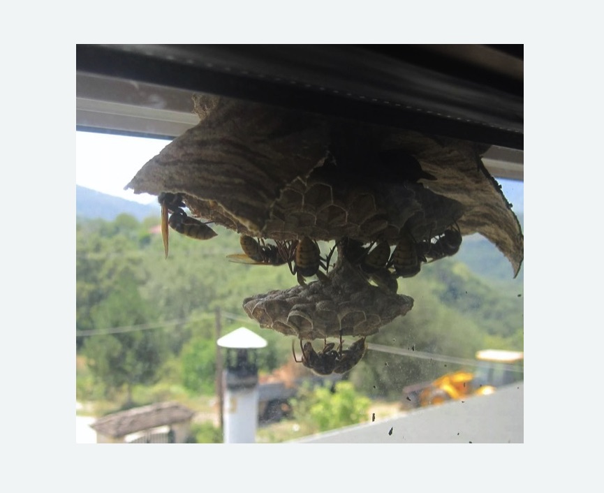 Уничтожение гнёзд шершней Царицыно метро Москвы