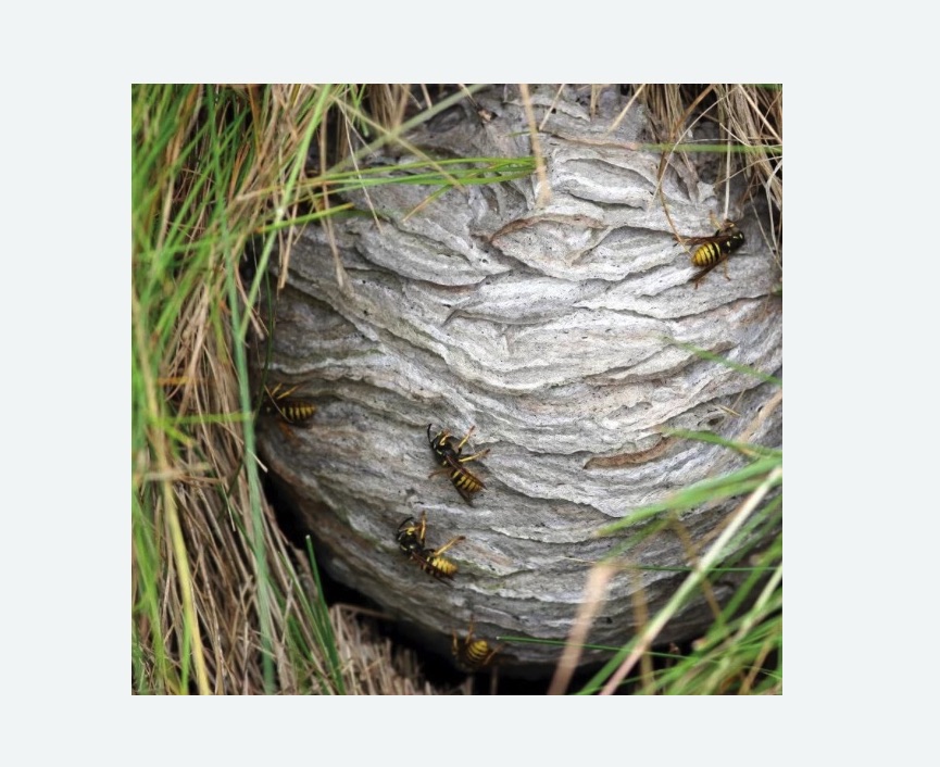 Уничтожение ос и ульев Царицыно метро Москвы